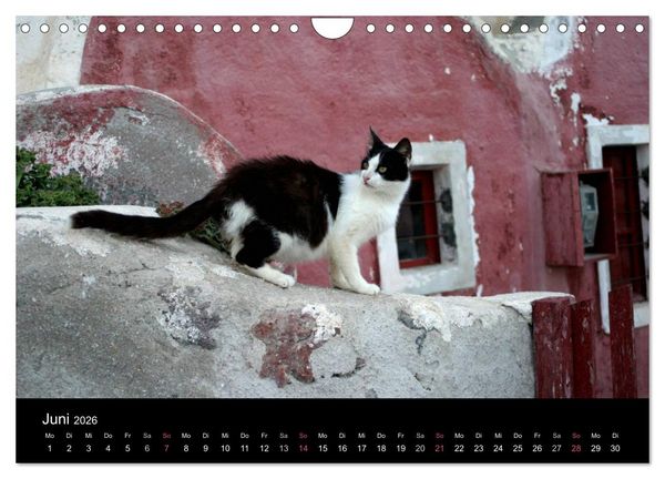 Produktbild: Katzensprung (Wandkalender 2026 DIN A4 quer), CALVENDO Monatskalender
