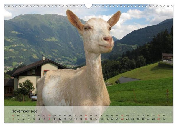 Produktbild: Ziegen. Kluge Freigeister (Wandkalender 2026 DIN A3 quer), CALVENDO Monatskalender