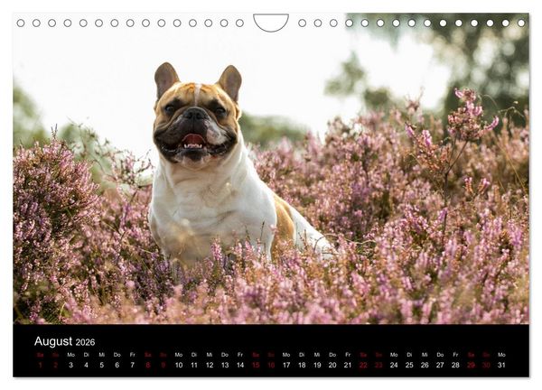 Produktbild: Franz&ouml;sische Bulldoggen - Schutzengel auf 4 Pfoten (Wandkalender 2026 DIN A4 quer), CALVENDO Monatskalender