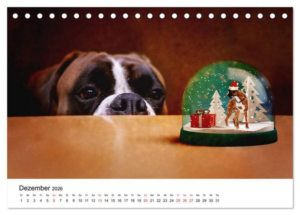 Produktbild: Deutscher Boxer (Tischkalender 2026 DIN A5 quer), CALVENDO Monatskalender
