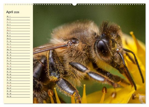 Produktbild: Flei&szlig;ige Bienen. Von der Bl&uuml;te bis zum Honig (Wandkalender 2026 DIN A2 quer), CALVENDO Monatskalender