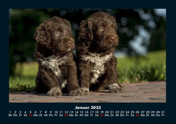 Produktbild: Welpen 2025 Fotokalender DIN A4