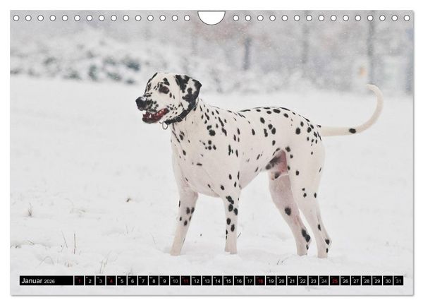 Produktbild: Auf den Punkt - Dalmatiner (Wandkalender 2026 DIN A4 quer), CALVENDO Monatskalender