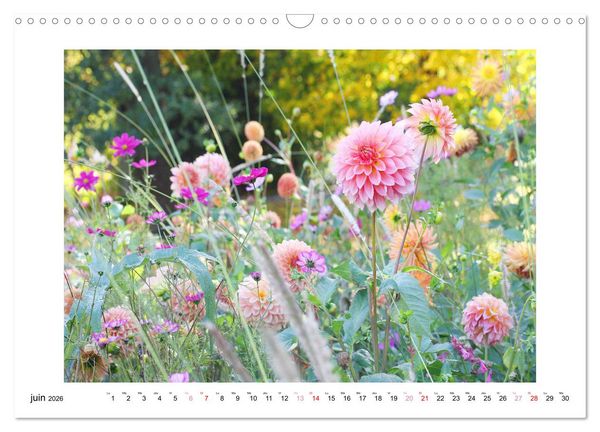 Produktbild: Mes dahlias ador&eacute;s (Calendrier mural 2026 DIN A3 vertical), CALVENDO calendrier mensuel