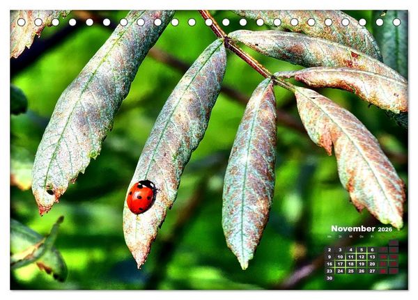 Produktbild: Viel Gl&uuml;ck! (Tischkalender 2026 DIN A5 quer), CALVENDO Monatskalender