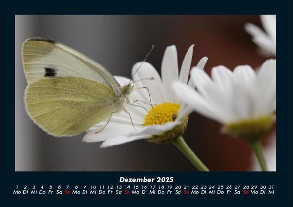 Produktbild: Bunte Pracht der Schmetterlinge 2025 Fotokalender DIN A4