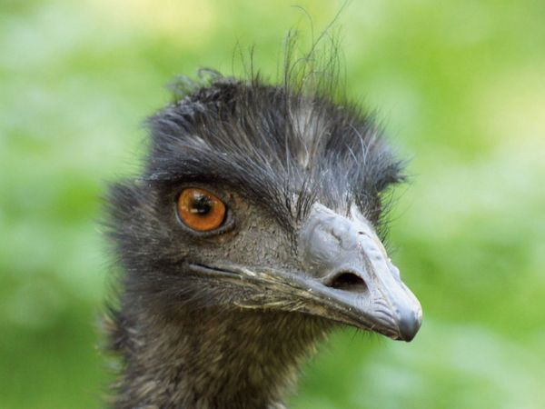 Produktbild: CALVENDO Puzzle Emu (Dromaius) 1000 Teile Lege-Gr&ouml;&szlig;e 64 x 48 cm Foto-Puzzle Bild von kattobello