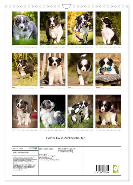 Produktbild: Border Collie Zuckerschnuten (Wandkalender 2027 DIN A3 hoch), CALVENDO Monatskalender