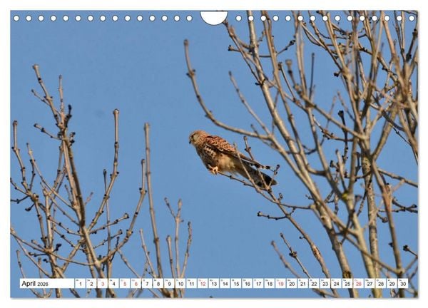 Produktbild: Zauberhaftes Mangfalltal (Wandkalender 2026 DIN A4 quer), CALVENDO Monatskalender