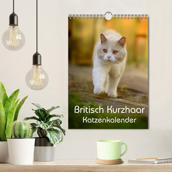 Produktbild: Britisch Kurzhaar Katzenkalender (Wandkalender 2026 DIN A4 hoch), CALVENDO Monatskalender