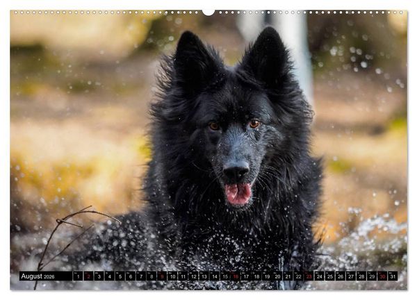 Produktbild: Schwarz ist sch&ouml;n! Der lackschwarze altdeutsche Sch&auml;ferhund (hochwertiger Premium Wandkalender 2026 DIN A2 quer), Kunstdruck in Hochglanz