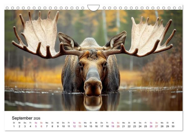 Produktbild: Elche - die Stimme der Wildnis (Wandkalender 2026 DIN A4 quer), CALVENDO Monatskalender