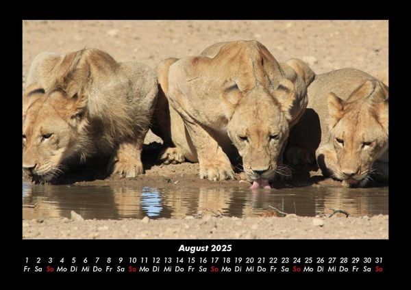 Produktbild: L&ouml;wen in der Wildnis 2025 Fotokalender DIN A3