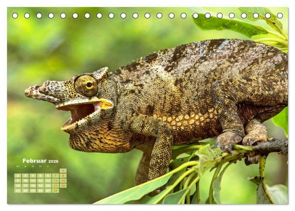 Produktbild: Cham&auml;leon: Die farbenfrohe Welt der Reptilien (Tischkalender 2026 DIN A5 quer), CALVENDO Monatskalender
