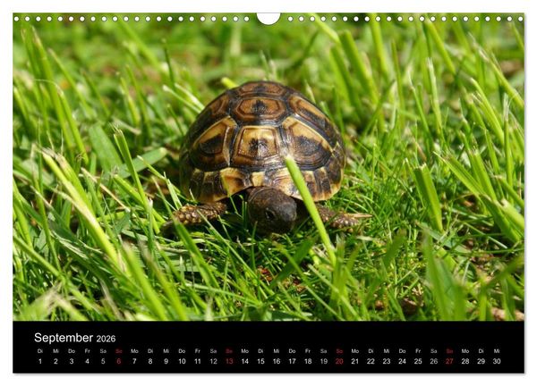 Produktbild: Das Leben der Schildkr&ouml;ten (Wandkalender 2026 DIN A3 quer), CALVENDO Monatskalender