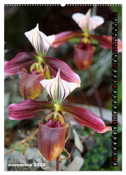 Produktbild: Miracle floral l'orchid&eacute;e (Calendrier mural 2026 DIN A2 horizontal) calendrier de bureau