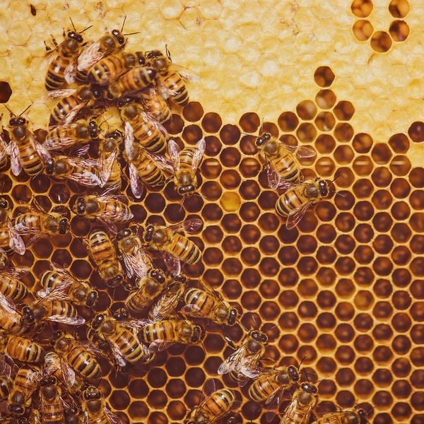 Produktbild: Bienen / Bees 2027