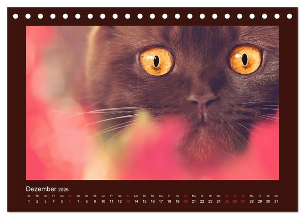 Produktbild: Britisch Kurzhaar Katzen - Poesie f&uuml;rs Auge (Tischkalender 2026 DIN A5 quer), CALVENDO Monatskalender