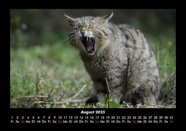 Produktbild: F&uuml;r Katzenfreunde 2025 Fotokalender DIN A3