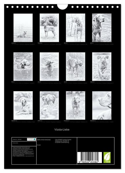 Produktbild: Vizsla-Liebe (Wandkalender 2026 DIN A4 hoch), CALVENDO Monatskalender