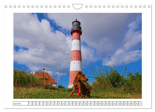 Produktbild: Chiara, ein junger Irish Terrier (Wandkalender 2026 DIN A4 quer), CALVENDO Monatskalender