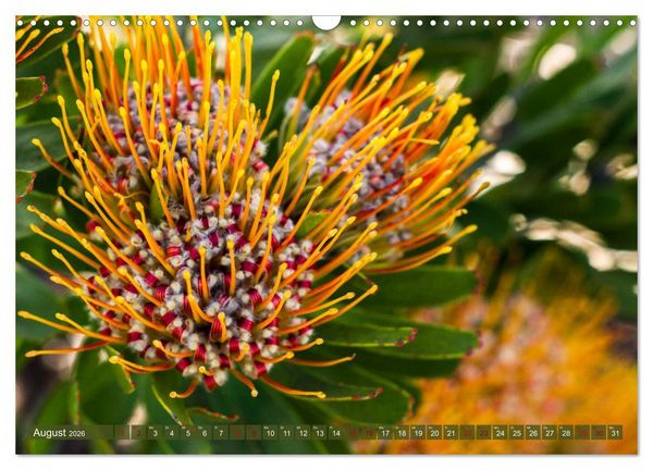 Produktbild: Fynbos - Die einzigartige Flora S&uuml;dafrikas (Wandkalender 2026 DIN A3 quer), CALVENDO Monatskalender