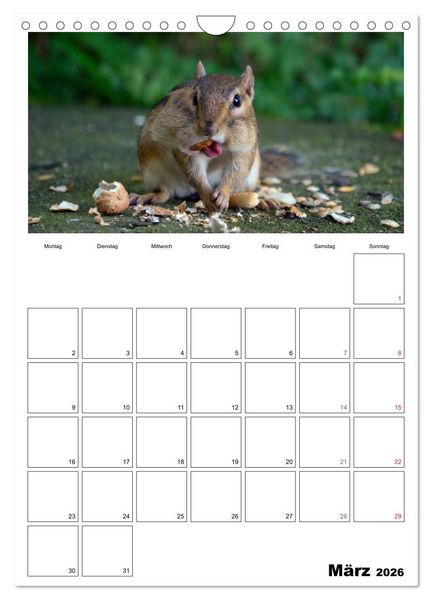 Produktbild: Streifenh&ouml;rnchen - neugierige Nager (Wandkalender 2026 DIN A4 hoch), CALVENDO Monatskalender