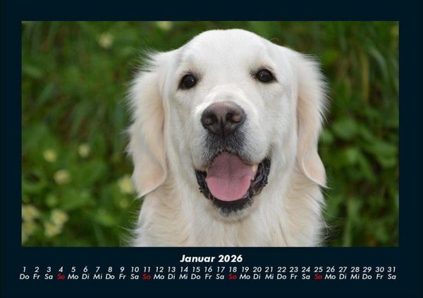 Produktbild: Der Hundekalender 2026 Fotokalender DIN A4