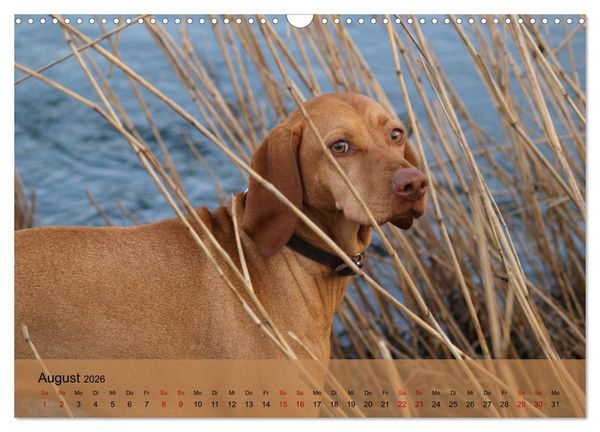 Produktbild: Magyar Vizsla - Ungarischer Vorstehhund (Wandkalender 2026 DIN A3 quer), CALVENDO Monatskalender