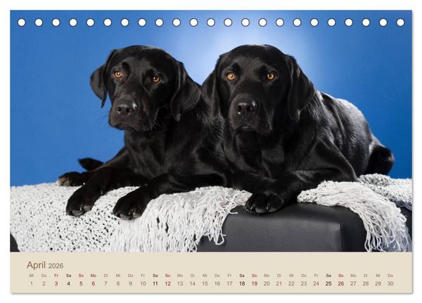 Produktbild: Labrador Retriever (Tischkalender 2026 DIN A5 quer), CALVENDO Monatskalender