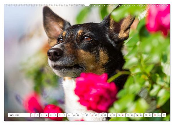 Produktbild: Jack Russell - Klein, aber oho! (Wandkalender 2026 DIN A2 quer), CALVENDO Monatskalender