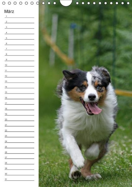 Produktbild: Der Aussie - Geburtstagskalender (Wandkalender immerw&auml;hrend DIN A4 hoch)