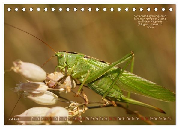 Produktbild: Frankens Insekten (Tischkalender 2026 DIN A5 quer), CALVENDO Monatskalender