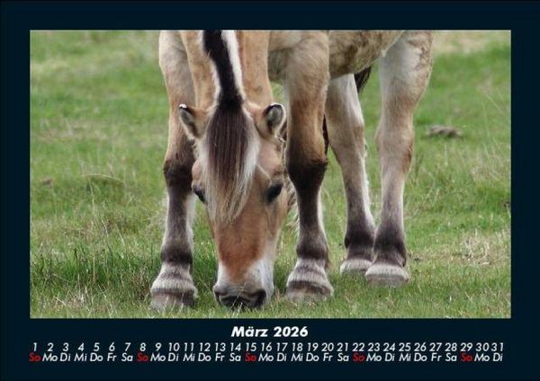 Produktbild: Pferde Kalender 2026 Fotokalender DIN A5