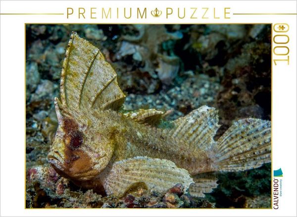 CALVENDO Puzzle Schaukelfisch | 1000 Teile Lege-Größe 64 × 48 cm Foto-Puzzle für glückliche Stunden