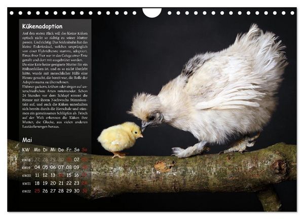 Produktbild: Von der Einzigartigkeit der H&uuml;hner 2026 (Wandkalender 2026 DIN A4 quer), CALVENDO Monatskalender