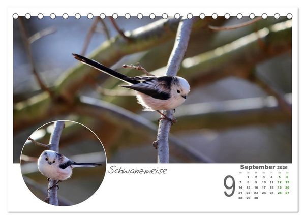 Produktbild: Gefiederte Garteng&auml;ste (Tischkalender 2026 DIN A5 quer), CALVENDO Monatskalender
