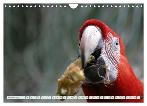 Produktbild: Krumm Schn&auml;bel - Papageien, Sittiche und andere Krumm Schn&auml;bel (Wandkalender 2026 DIN A4 quer), CALVENDO Monatskalender