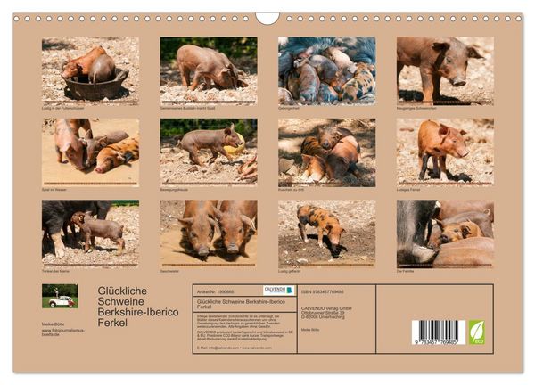 Produktbild: Gl&uuml;ckliche Schweine Berkshire-Iberico Ferkel (Wandkalender 2026 DIN A3 quer), CALVENDO Monatskalender