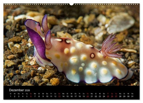 Produktbild: Unterwasserwelt Nacktschnecken (hochwertiger Premium Wandkalender 2026 DIN A2 quer), Kunstdruck in Hochglanz