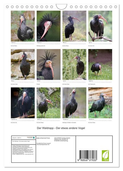 Produktbild: Der Waldrapp - Der etwas andere Vogel (Wandkalender 2026 DIN A4 hoch), CALVENDO Monatskalender