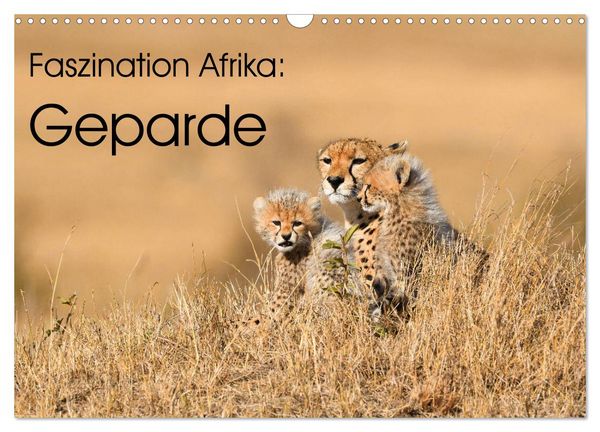 Faszinaton Afrika: Geparde (Wandkalender 2026 DIN A3 quer), CALVENDO Monatskalender