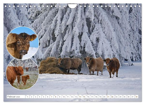 Produktbild: Weidetiere - Landschaftsgestalter seit Jahrhunderten (Wandkalender 2026 DIN A4 quer), CALVENDO Monatskalender