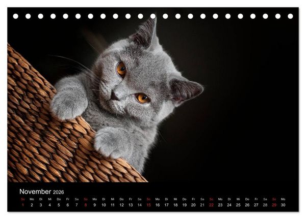 Produktbild: B&auml;rige Schmusetiger - Britisch Kurzhaar / CH-Version (Tischkalender 2026 DIN A5 quer), CALVENDO Monatskalender