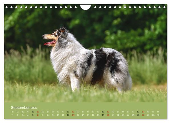 Produktbild: Collies - charmante Herzensbrecher (Wandkalender 2026 DIN A4 quer), CALVENDO Monatskalender