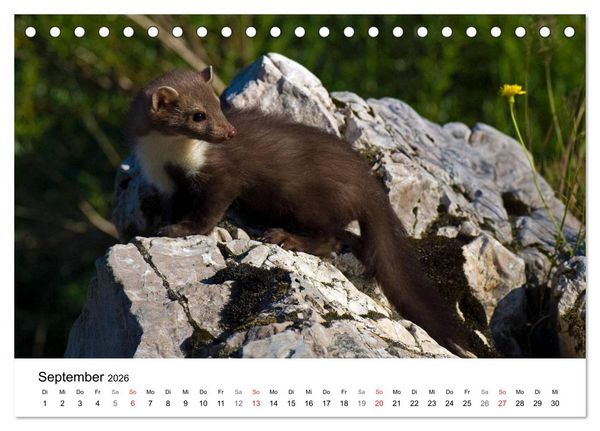 Produktbild: Heimische Tierwelt (Tischkalender 2026 DIN A5 quer), CALVENDO Monatskalender