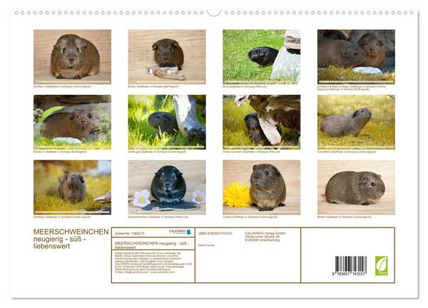 Produktbild: MEERSCHWEINCHEN neugierig - s&uuml;&szlig; - liebenswert (hochwertiger Premium Wandkalender 2026 DIN A2 quer), Kunstdruck in Hochglanz