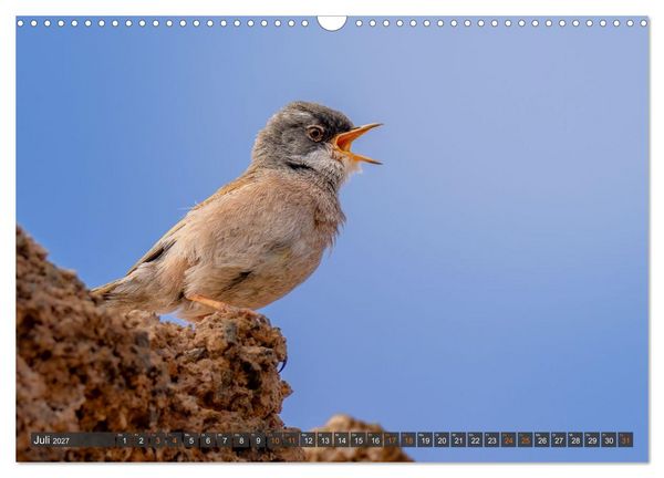 Produktbild: Die sch&ouml;nsten Brutv&ouml;gel Lanzarotes (Wandkalender 2027 DIN A3 quer), CALVENDO Monatskalender