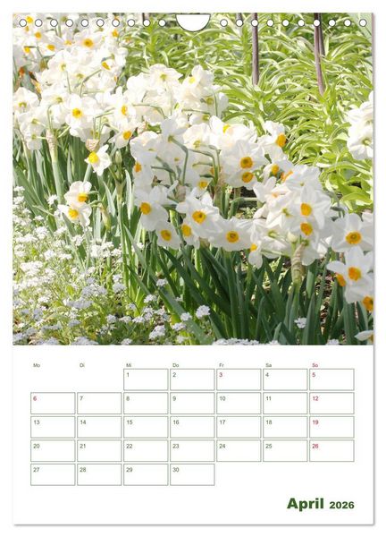 Produktbild: Wei&szlig;e Bl&uuml;ten im Gr&uuml;nen (Wandkalender 2026 DIN A4 hoch), CALVENDO Monatskalender