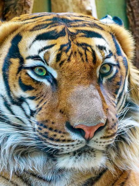 Produktbild: CALVENDO Puzzle Tiger 1000 Teile Lege-Gr&ouml;&szlig;e 480 x 640 cm Foto-Puzzle Bild von Peter Roder